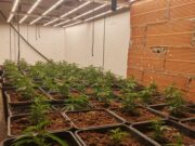 Desmantellada una plantació interior de marihuana a Figueres