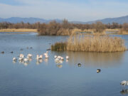 Els Aiguamolls de l’Empordà trenca amb la tendència a la baixa dels darrers anys i recupera població hivernal d’ocells