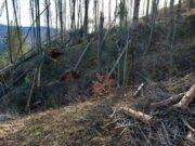 L’episodi de fort vent a la vall de Camprodon deixa 35 hectàrees de bosc públic amb una afectació “molt greu”