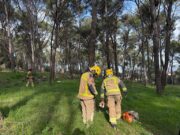 Figueres inicia la tala de 45 pins a la Pujada del Castell per garantir la seguretat i la supervivència d’altres arbres