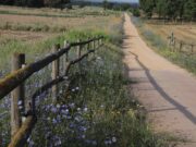 Les vies verdes gironines inicien un projecte per protegir els pol·linitzadors