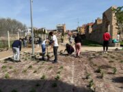 Figueres renova els jardins de Caputxins amb 700 plantes remeieres i neteja d’espais públics