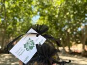 Figueres inicia una nova acció de reaprofitament amb flors de til·lers