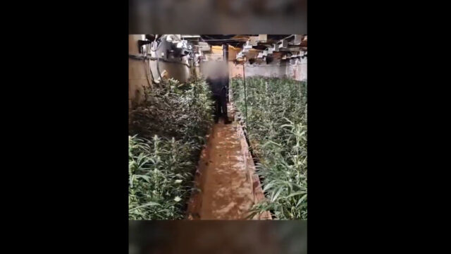Imatge de la plantació de marihuana trobada en Avinyonet de Puigventós (Mossos d'Esquadra)
